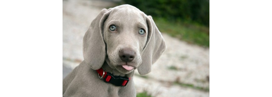 ▷¿Por qué debo apostar por una tienda animales online?